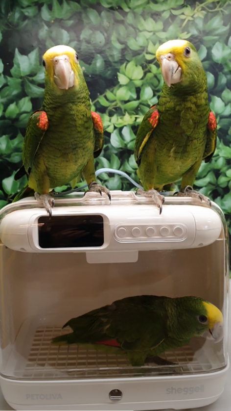 Why a Portable Smart Bird Brooder Changes Every Parrot‑Breeder’s Routine