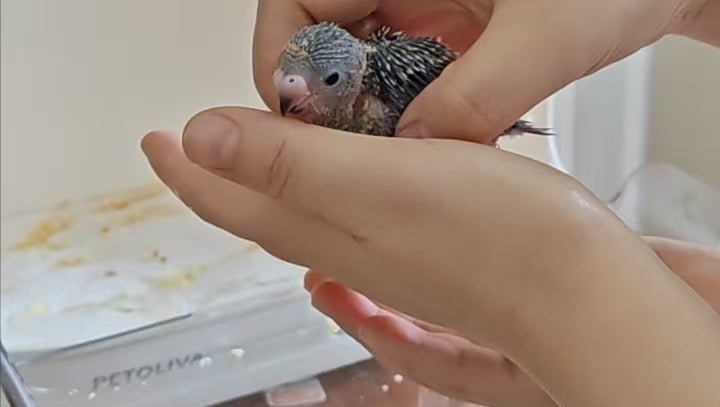 Hand‑Feeding Baby Cockatiels: Brooder Temperature & Humidity Chart