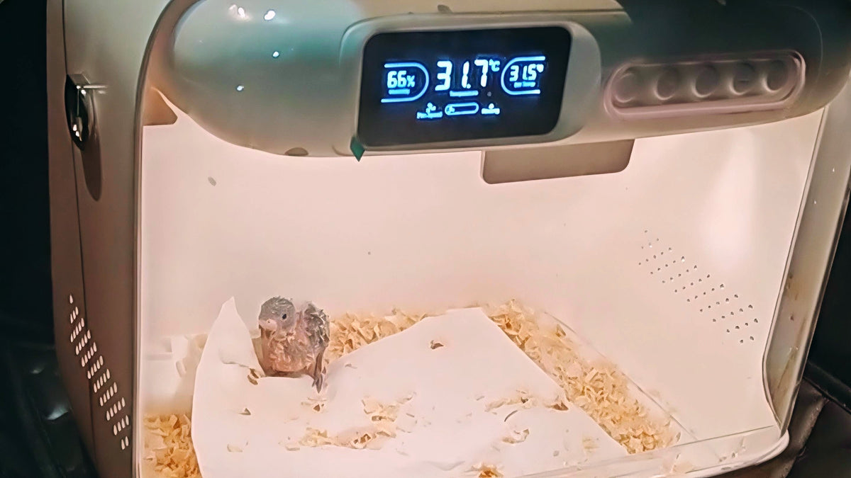 How to Transport a Baby Parrot Safely | Tips for Hand‑Fed Unweaned Chicks