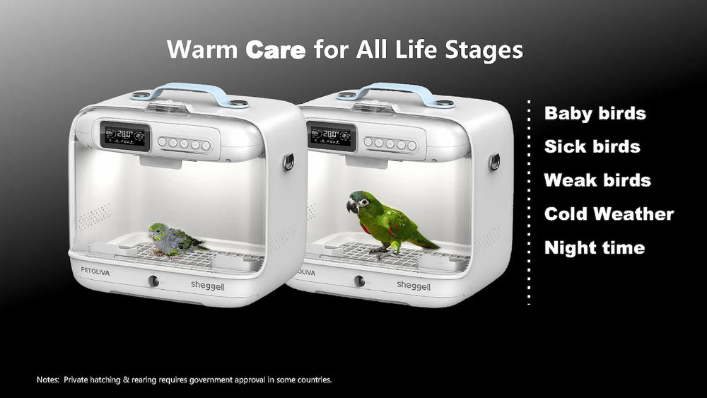 PETOLIVA Smart Bird Brooder provides warm care for baby birds, sick, weak companion parrots, suitable for cold weather and night-time avian recovery